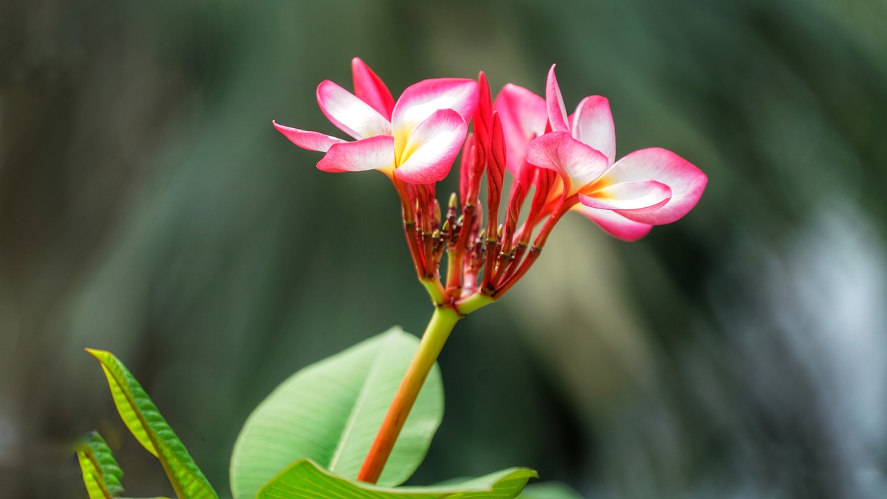 吉利紅盆栽——室內(nèi)綠植的優(yōu)雅之選