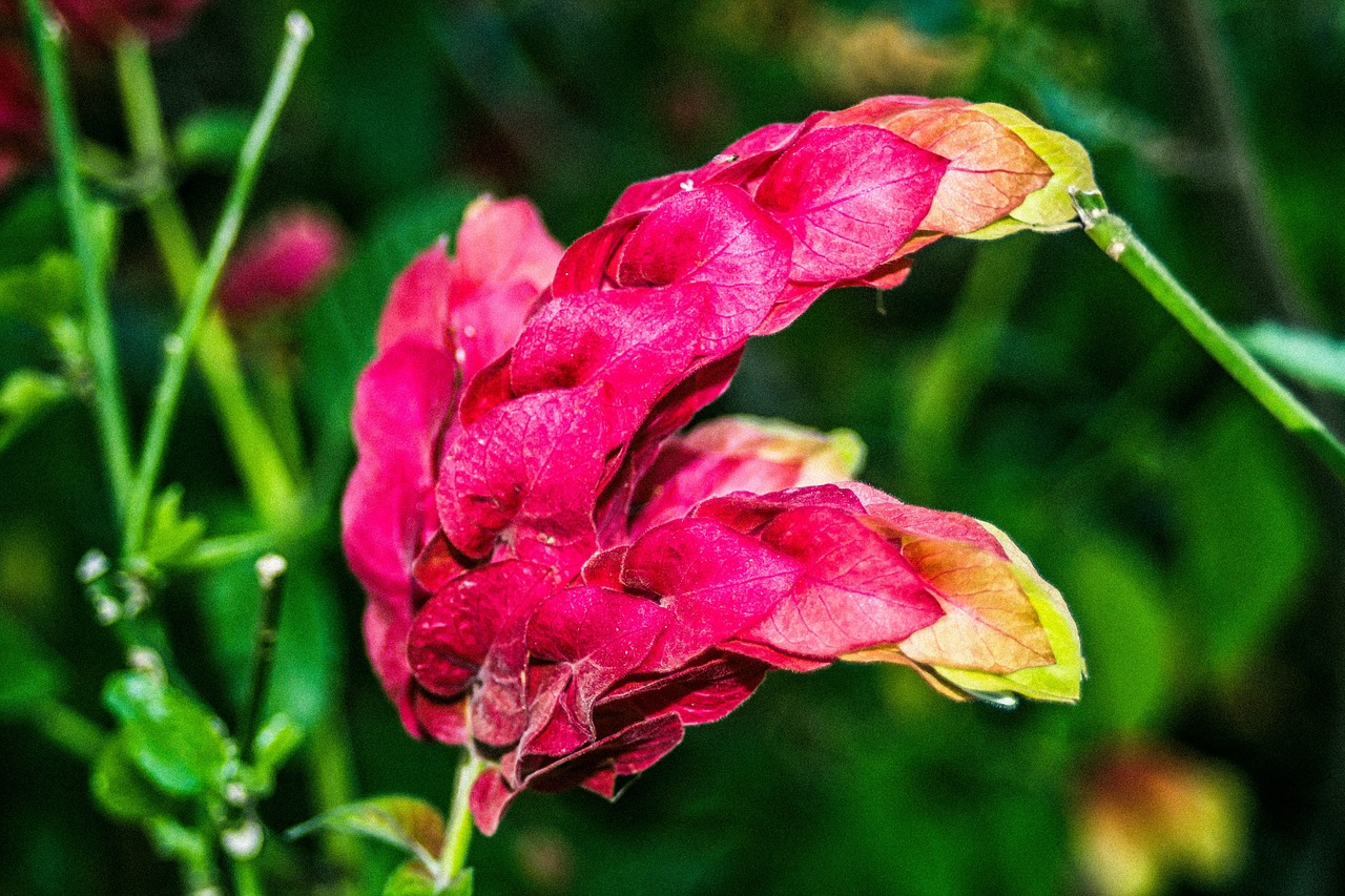 綠植盆栽室內(nèi)批發(fā)花的繁榮與魅力