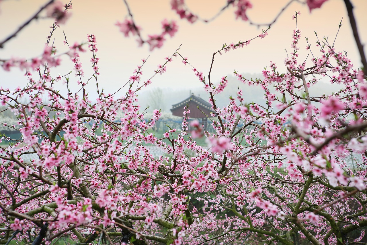紅花爛漫報(bào)春美，老牛耕地為農(nóng)家——解讀生肖之牛與春天的美好寓意