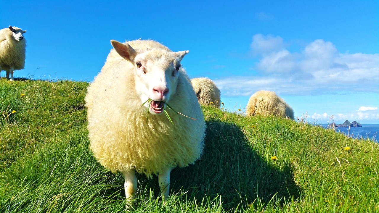 精準解讀生肖動物，深入解析關鍵詞背后的寓意與啟示