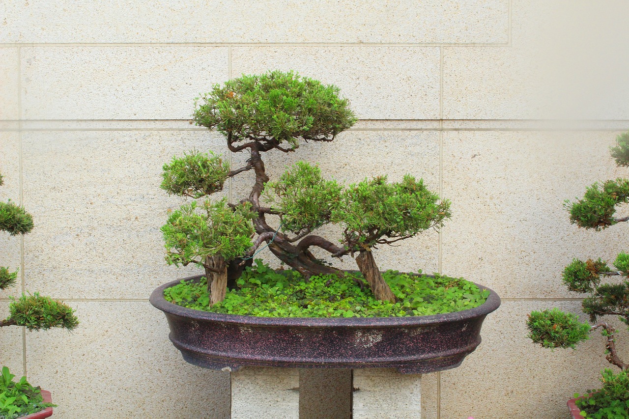 特朗普宣布退出中國(guó)的聲明，全球貿(mào)易格局的新變化與挑戰(zhàn)