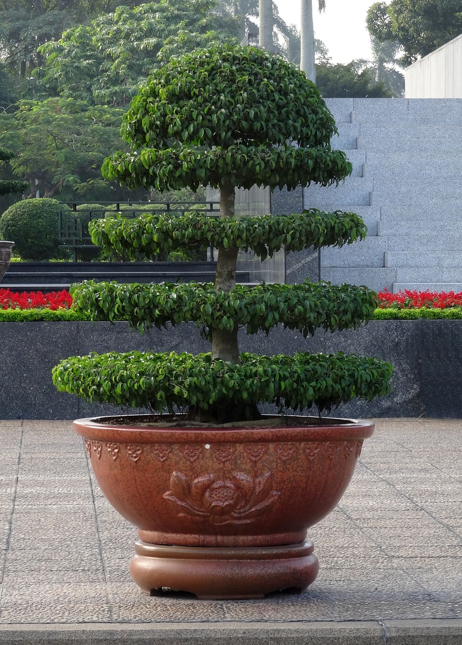 室內(nèi)綠植之蘭花盆栽的魅力與養(yǎng)護(hù)藝術(shù)