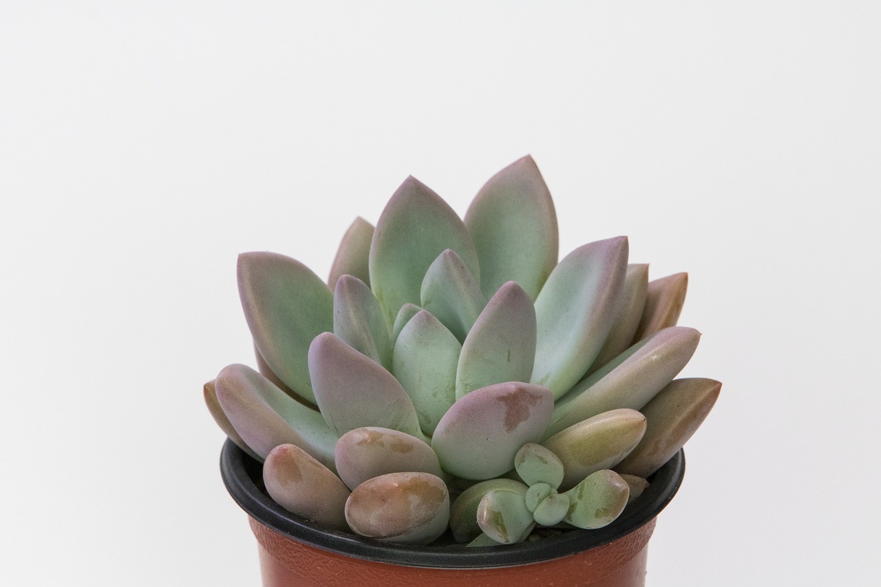 室內(nèi)花卉綠植盆栽的養(yǎng)護與管理