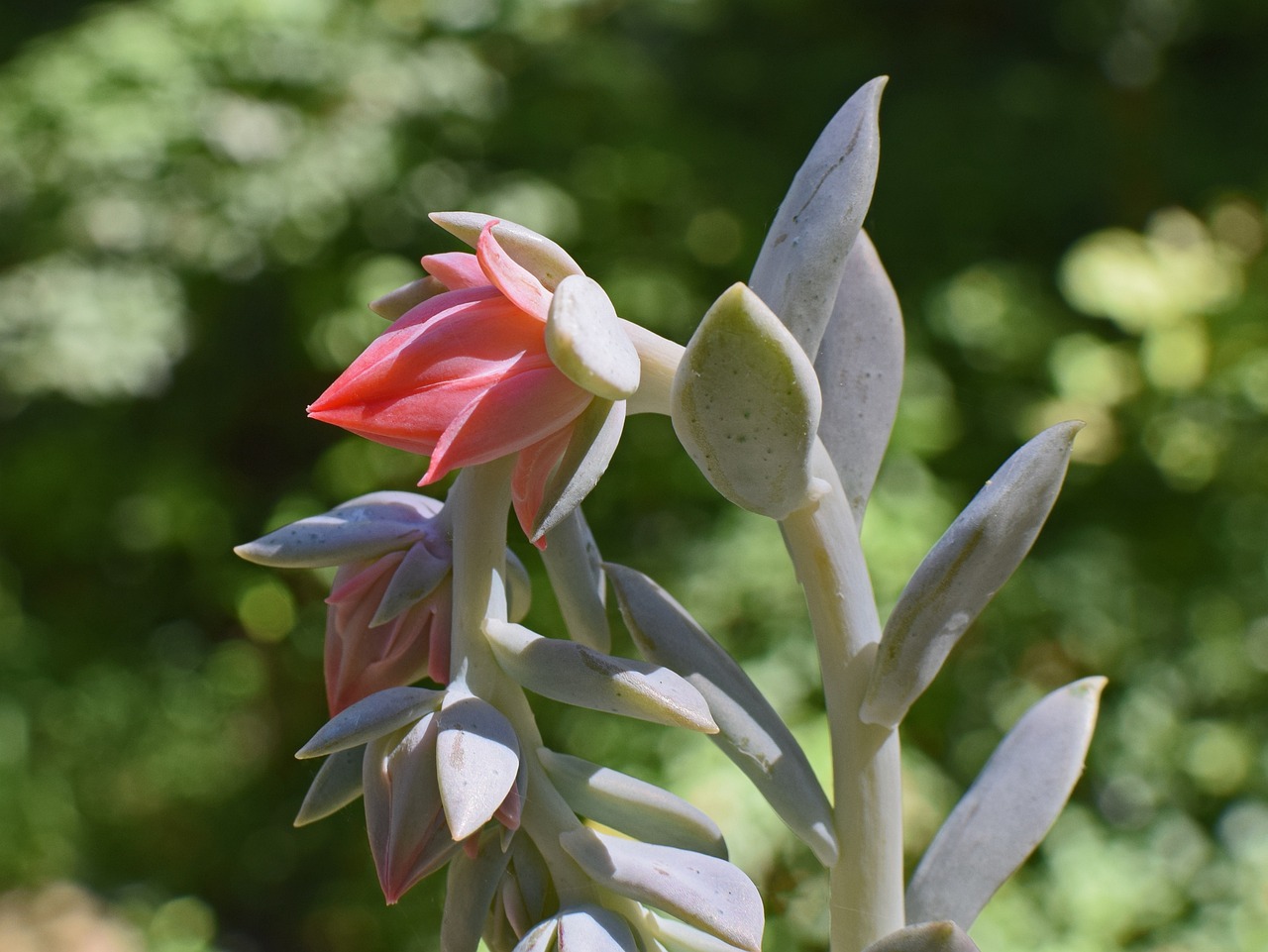 室內(nèi)綠植小型盆栽香，家居生活的綠色點(diǎn)綴與心靈撫慰