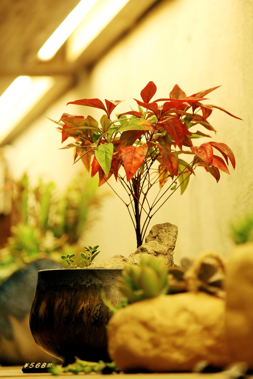 辦公室綠植幸福樹大盆栽，綠色生態(tài)與工作效率的完美結(jié)合
