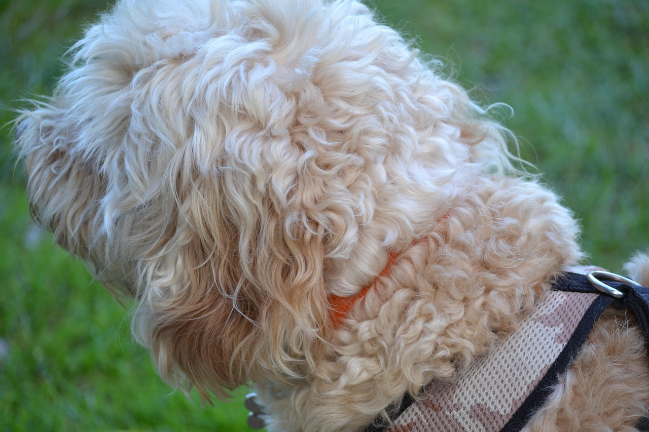 深圳巨型貴賓犬的豐富色彩世界，顏色與圖片解析
