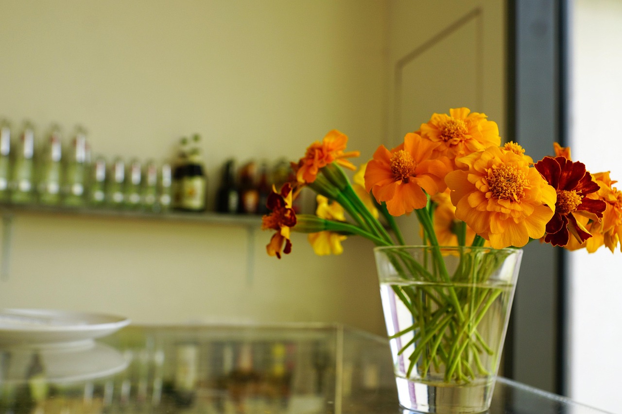 室內(nèi)綠植之美，花花草草盆栽的魅力
