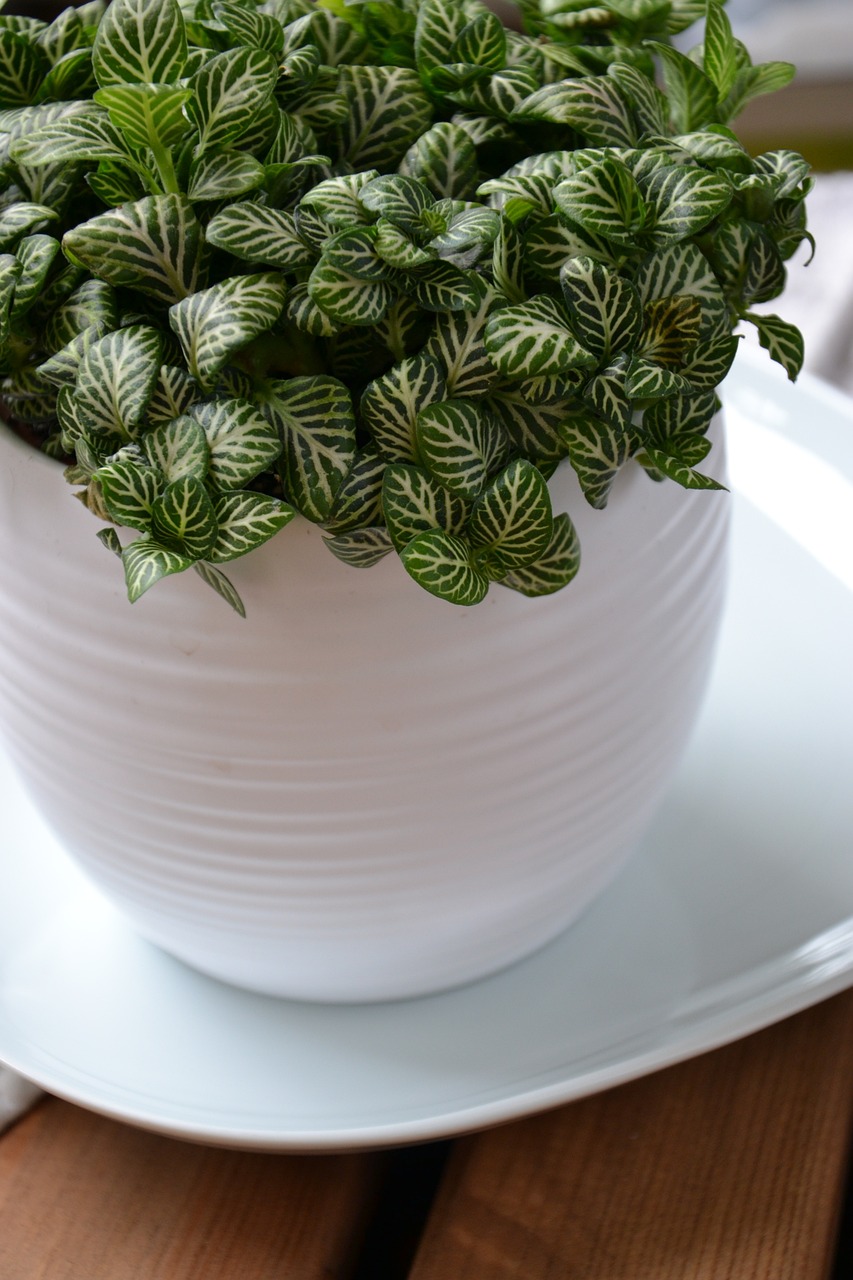 室內(nèi)綠植盆栽，顏值與實(shí)用性的完美結(jié)合