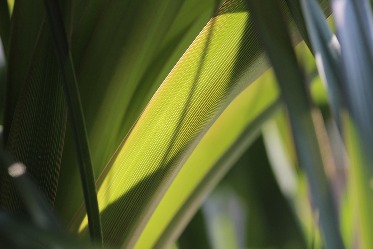 超大盆綠植盆栽，室內(nèi)綠色生態(tài)的構(gòu)建者