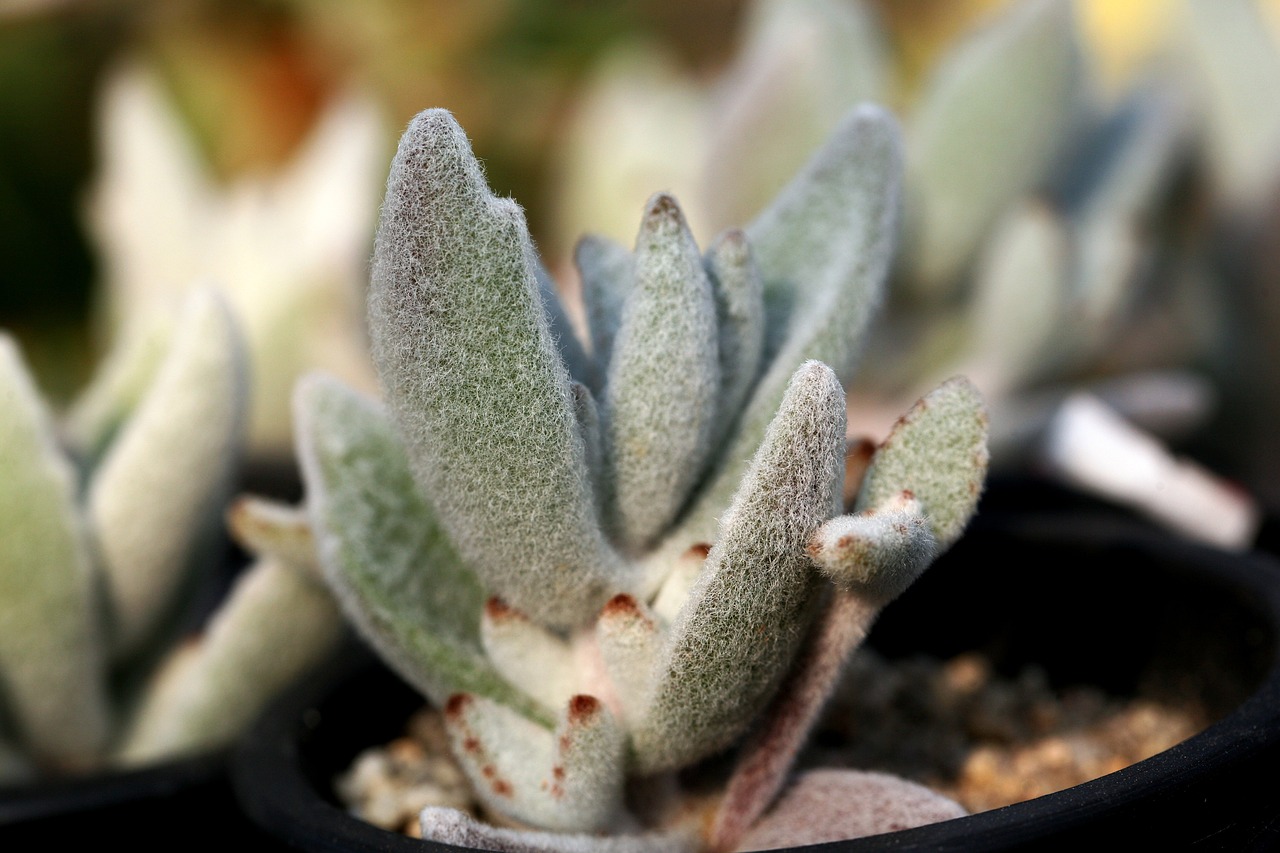 室內(nèi)盆栽綠植，大盆綠植的種植與養(yǎng)護(hù)秘籍
