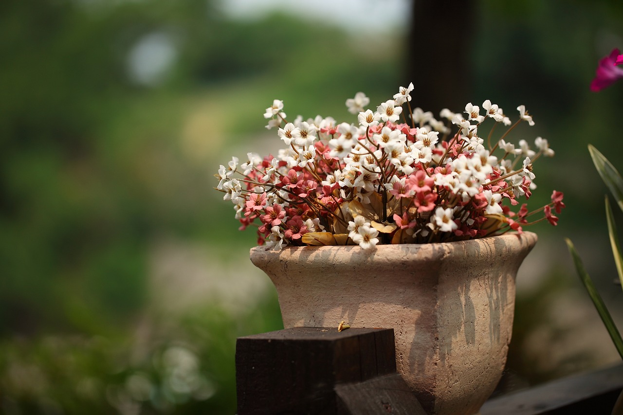 室內(nèi)盆栽，花卉綠植的選擇與養(yǎng)護藝術(shù)