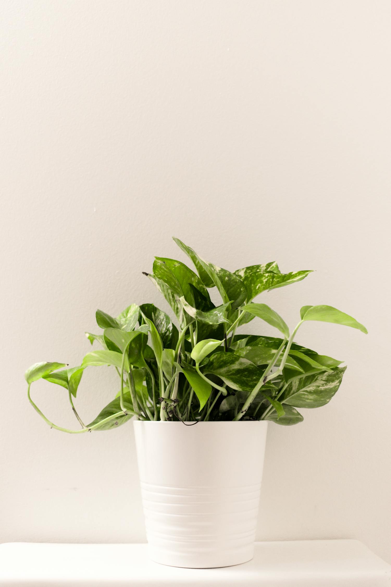 綠植盆栽，室內(nèi)吸甲醛的得力助手