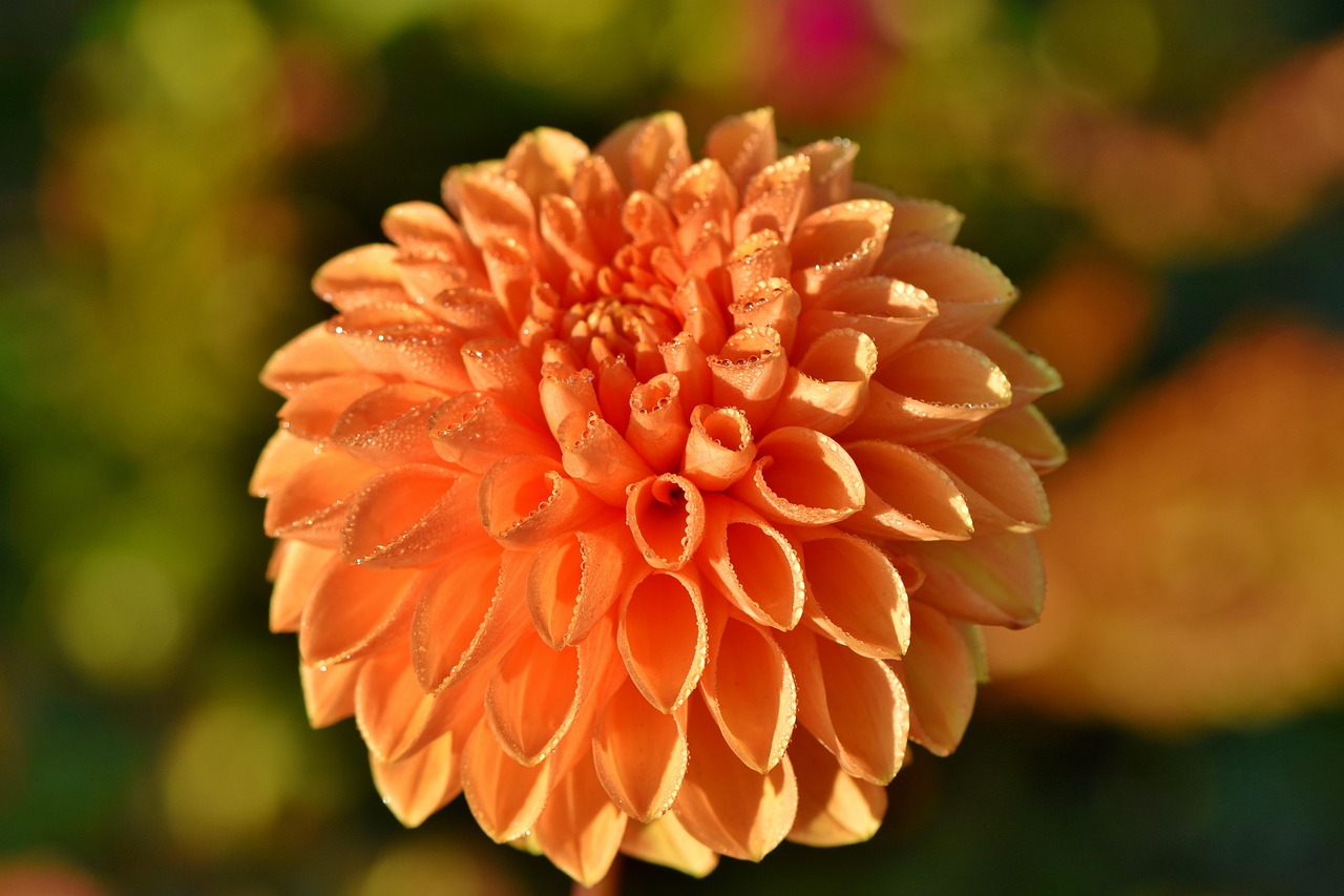 綠植盆栽室內(nèi)帶土養(yǎng)護(hù)，方法與技巧探討