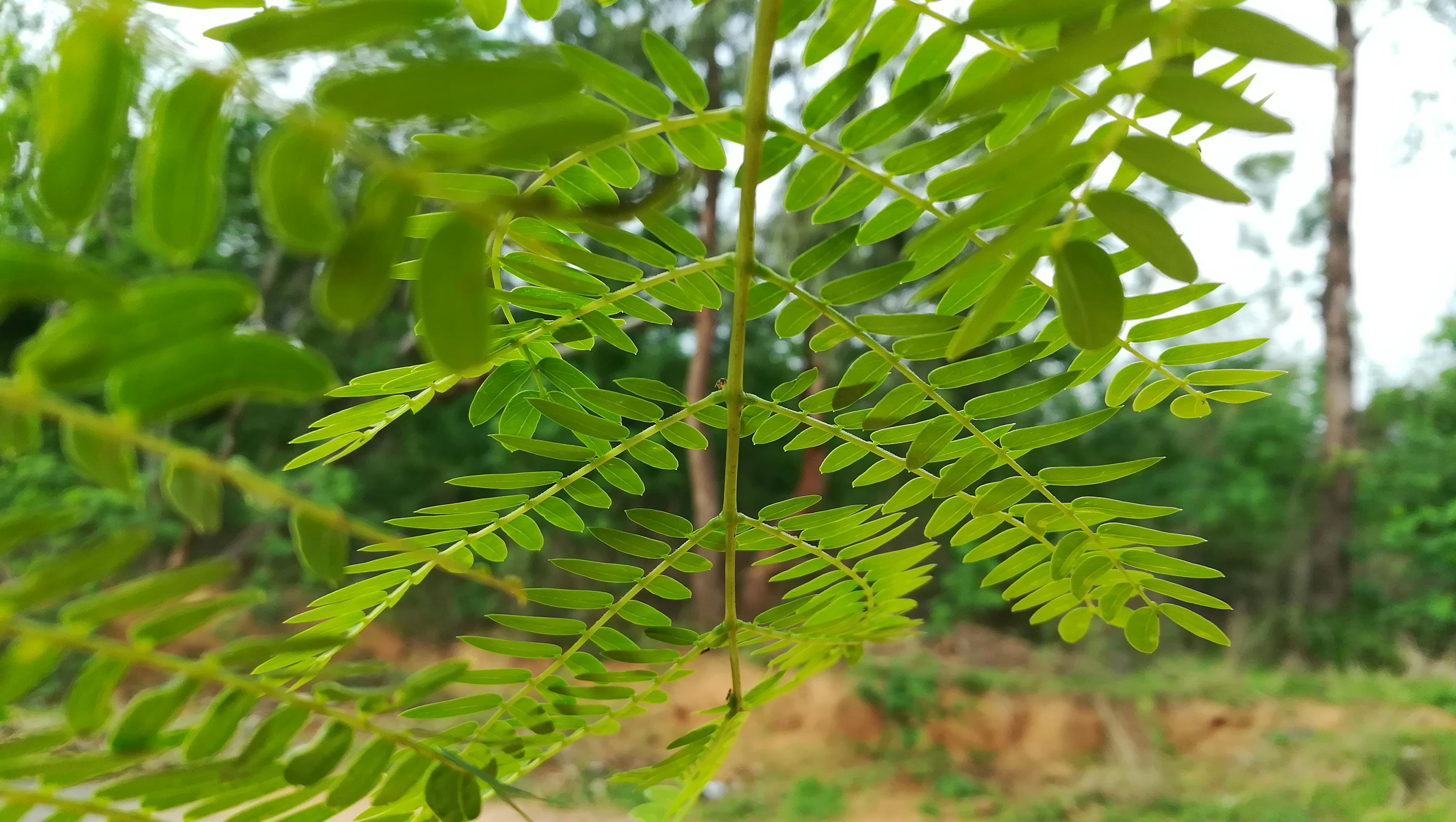 室內(nèi)綠植盆栽的防凍秘籍，打造綠色溫暖的居家環(huán)境
