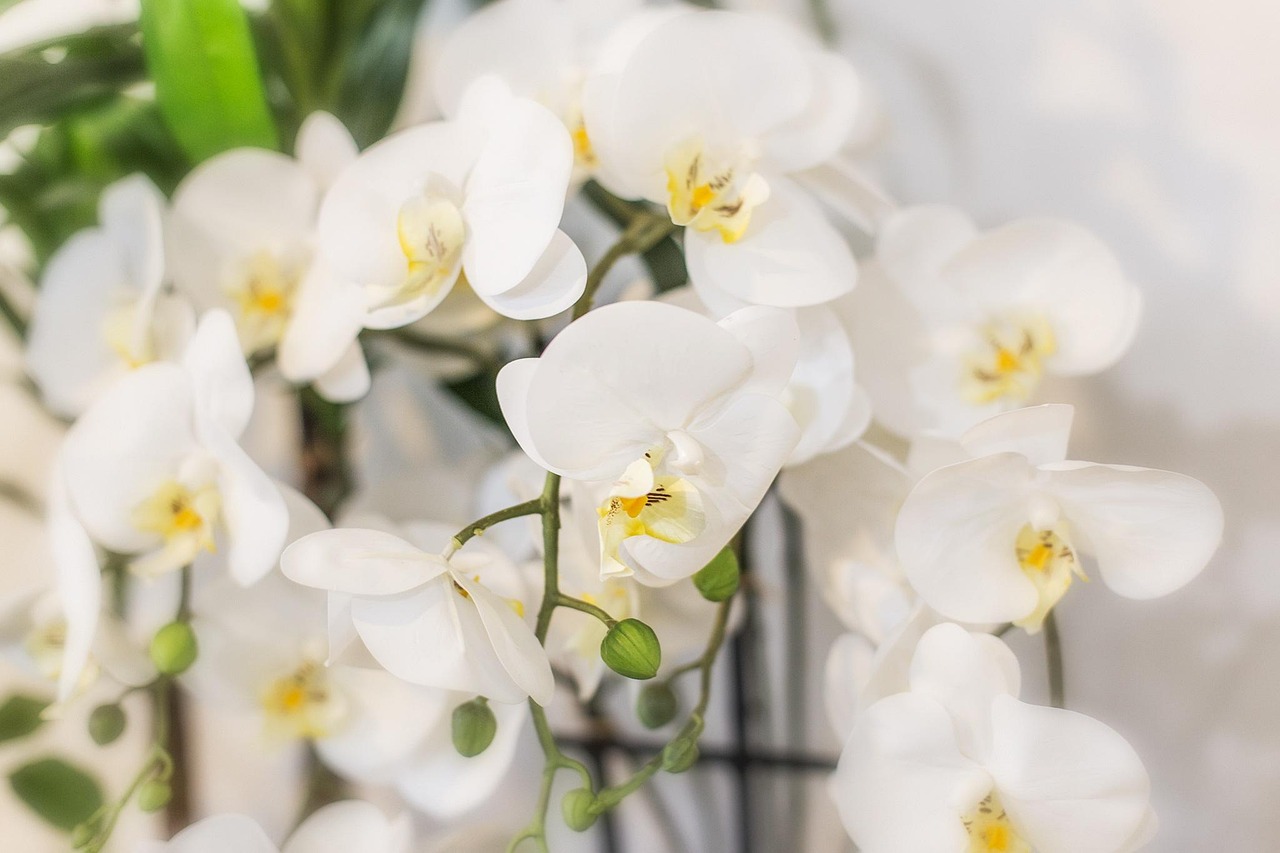 室內(nèi)花卉綠植盆栽，花香四溢的美麗與寧靜