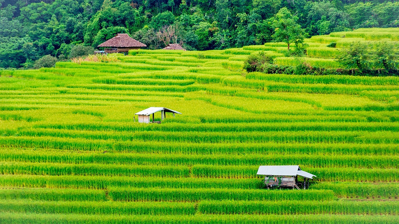千島湖開心農(nóng)場(chǎng)自助廣場(chǎng)之旅，體驗(yàn)自然與樂趣的完美結(jié)合