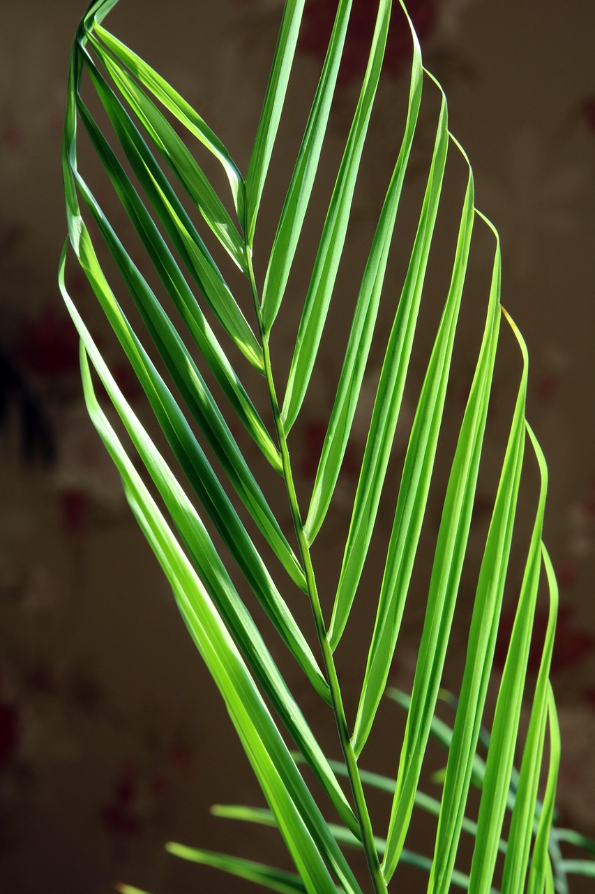 室內(nèi)綠色生態(tài)，水培大缸綠植盆栽的魅力與優(yōu)勢