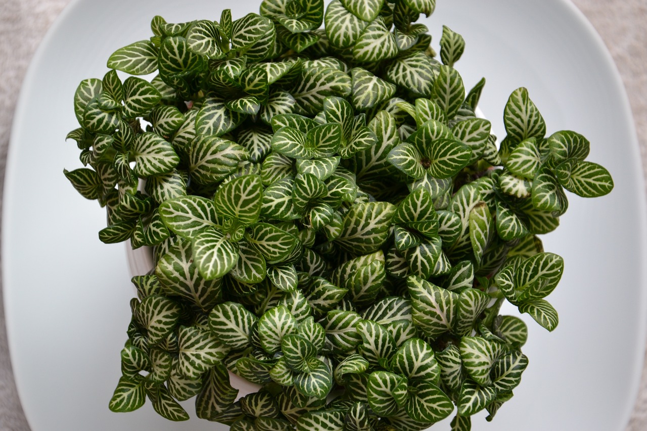 室內(nèi)綠植盆栽虎皮蘭的魅力與養(yǎng)護