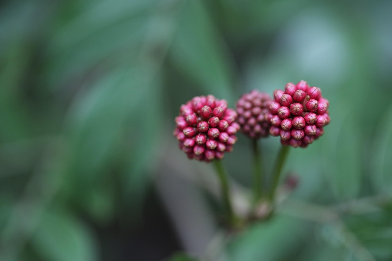 室外綠植盆栽推薦，打造自然魅力的生活空間