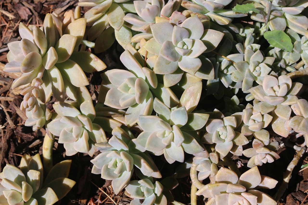 室外養(yǎng)護(hù)的綠植盆栽，藝術(shù)與自然的完美結(jié)合