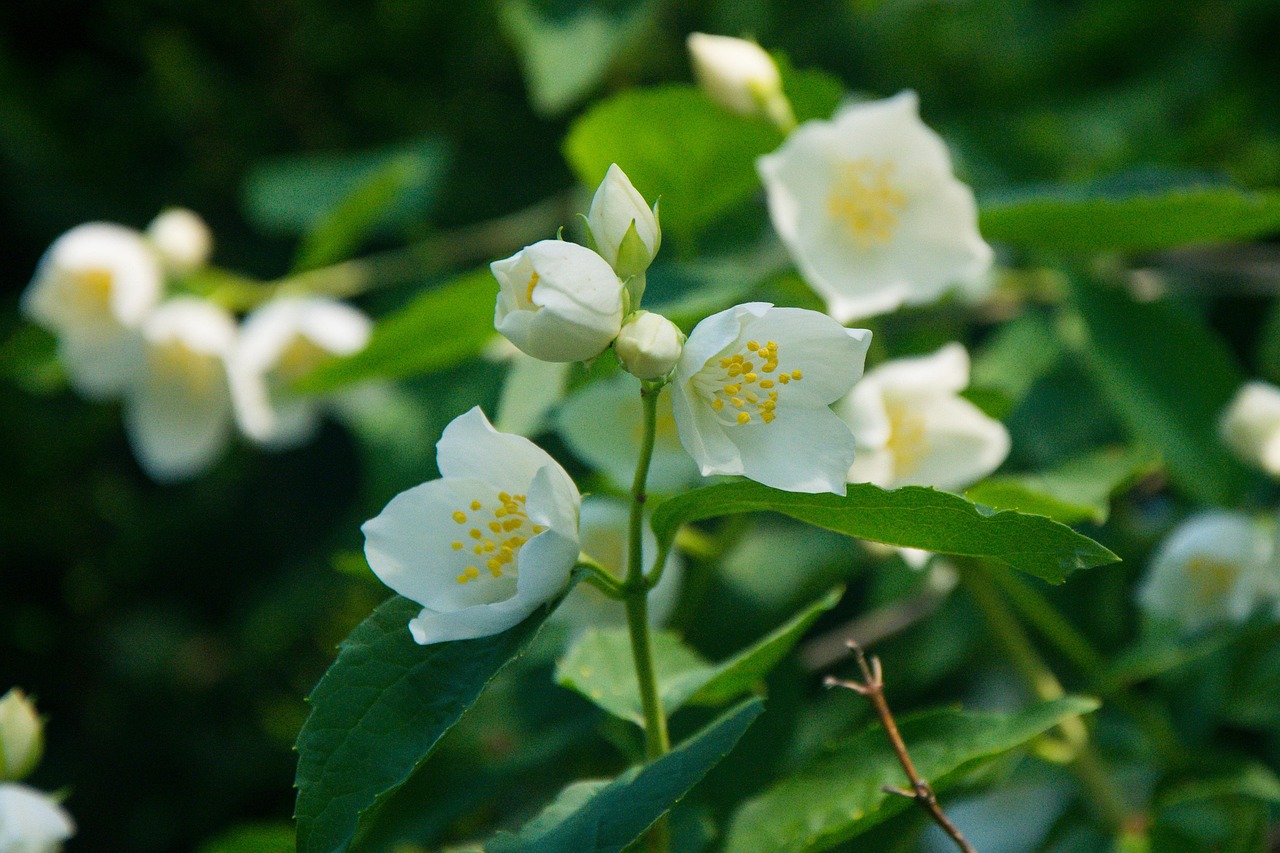 室內(nèi)綠植盆栽，大棵一枝的魅力