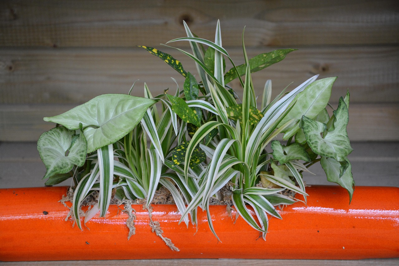 室內綠植盆栽批發(fā)，茶花樹的魅力與種植技巧