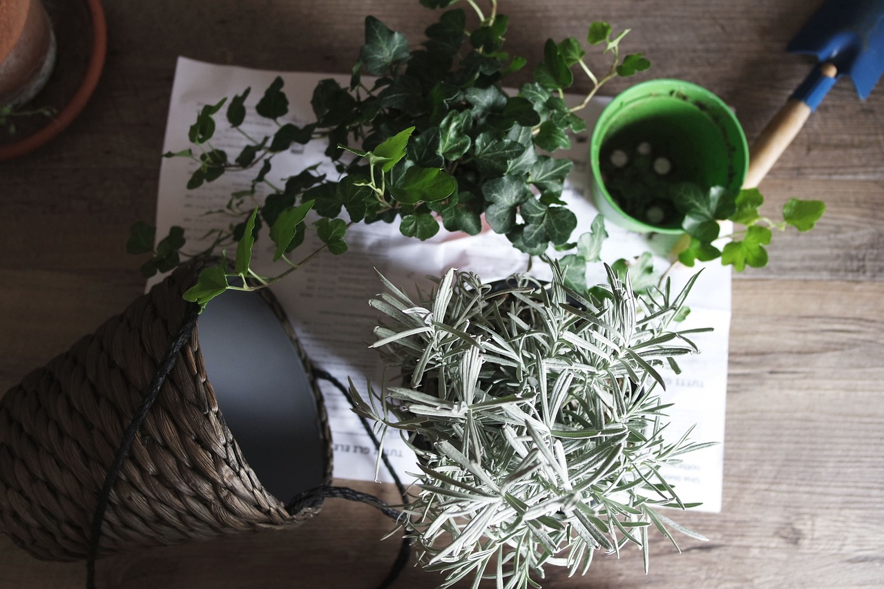 綠植盆栽，室內(nèi)香水花的魅力與養(yǎng)護(hù)之道