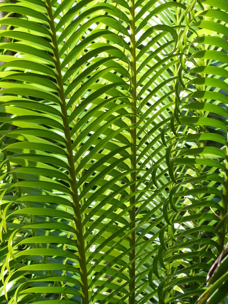 辦公室造景綠植盆栽，美化工作環(huán)境，提升生活品質(zhì)
