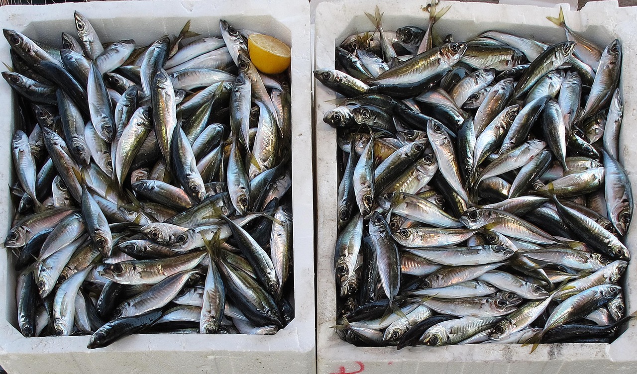 杭州千島湖魚(yú)批發(fā)地址——探尋鮮魚(yú)之源