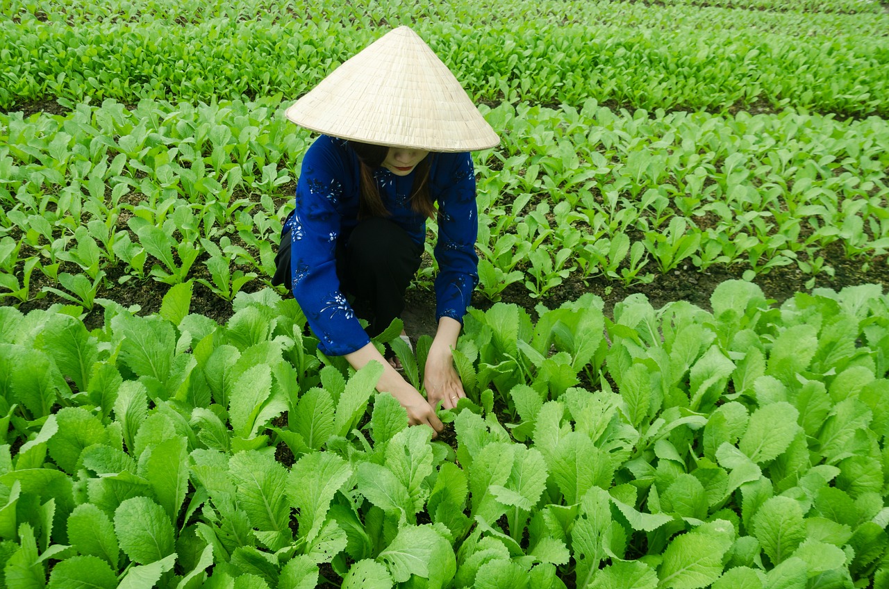 耐活好養(yǎng)的室外綠植盆栽